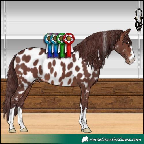 Horse Color:Chocolate Brown Appaloosa 