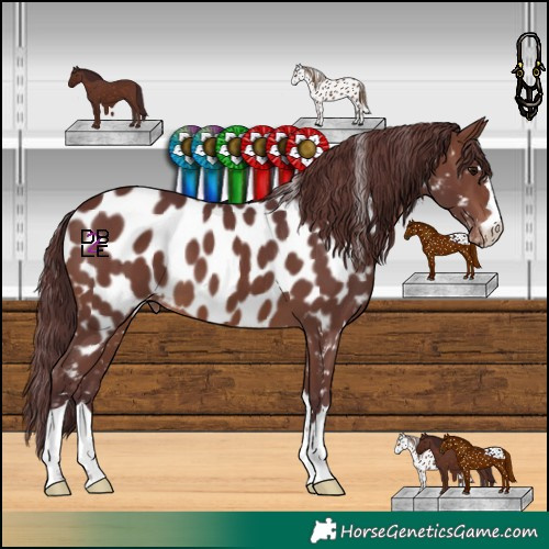Horse Color:Chocolate Brown Near Leopard