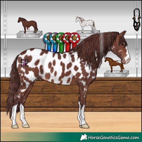 Horse Color:Chocolate Brown Appaloosa