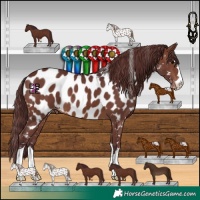 Horse Color:Chocolate Brown Near Leopard 
