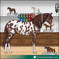 Horse Color:Chocolate Brown Near Leopard