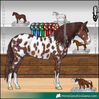 Horse Color:Chocolate Brown Near Leopard 