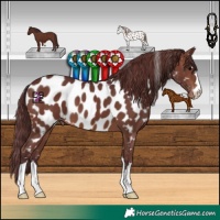 Horse Color:Chocolate Brown Appaloosa 