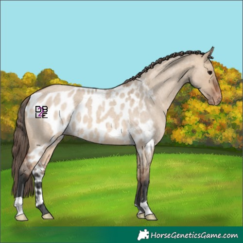 Horse Color:Bay Roan Dun Merle Skewed Appaloosa
