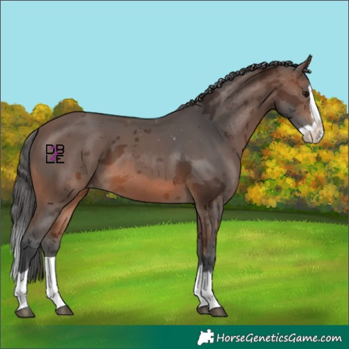 Horse Color:Brown Merle Splash Skewed Appaloosa 