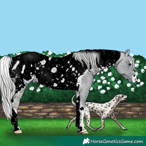 Horse Color:ERROR: UNKNOWN ANOMALY