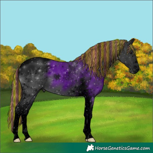 Horse Color:Void Painted Black Tobiano 