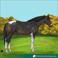 Horse Color:Brown Tobiano