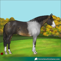 Horse Color:Buckskin Sabino Tobiano
