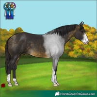 Horse Color:Buckskin Sabino Tobiano 