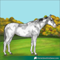 Horse Color:White Spotted Blue Roan Rabicano and White Spotted Blue Roan Rabicano