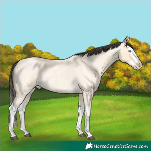 Horse Color:Buckskin Roan Dun Splash 