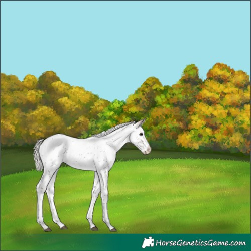 Horse Color:White Spotted Silver Brown Sabino Rabicano
