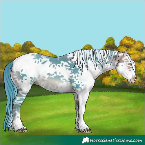Horse Color:Unknown 