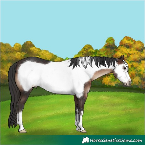 Horse Color:Unknown 