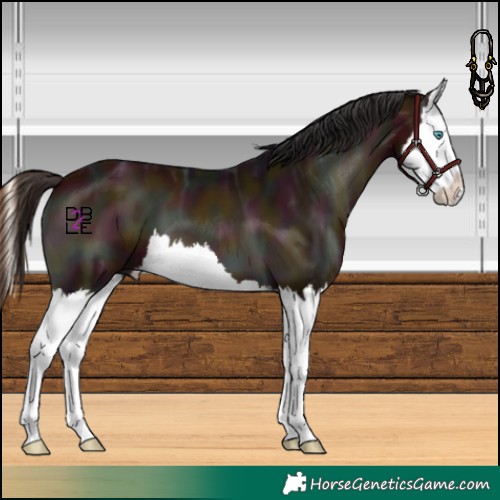 Horse Color:Midnight Bay Ice Onyx Splash 