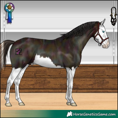 Horse Color:Midnight Bay Ice Onyx Splash