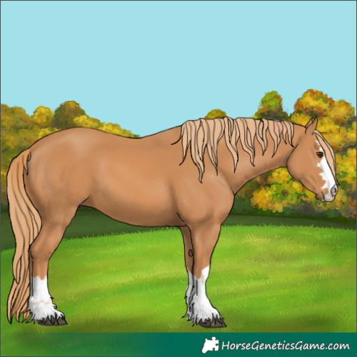 Horse Color:Chestnut 