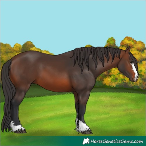 Horse Color:Brown