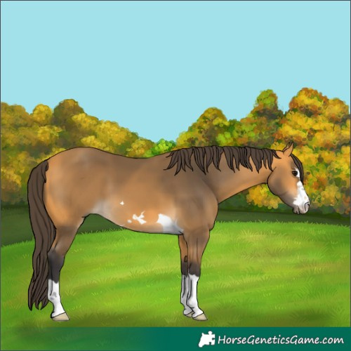 Horse Color:Buckskin