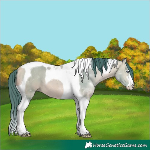 Horse Color:Watercolor Buckskin Chinchilla Tobiano