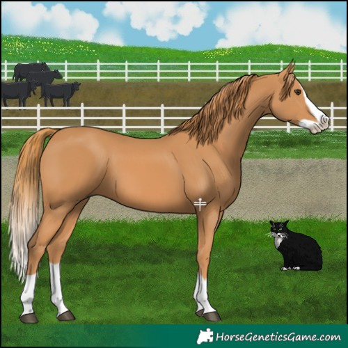 Horse Color:Chestnut Splash