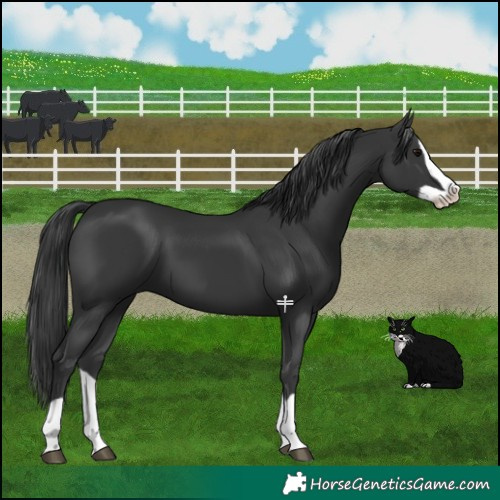 Horse Color:Black Splash 