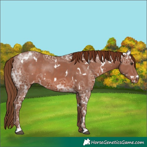 Horse Color:White Spotted Chestnut Ice Appaloosa 
