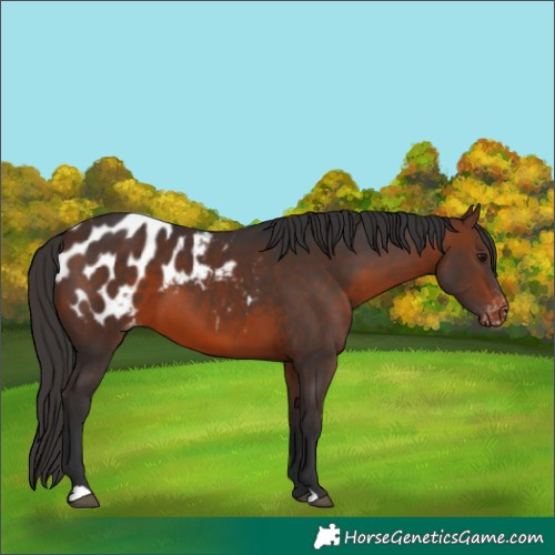 Horse Color:Brown Appaloosa