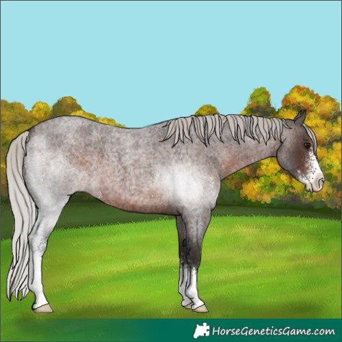 Horse Color:Silver Brown Roan Sabino