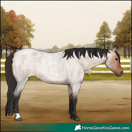 Horse Color:Bay Roan Dun