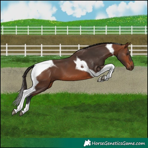 Horse Color:Bay Tobiano 