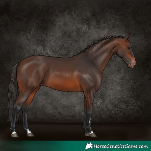 Horse Color:Brown Skewed LP Spotted 