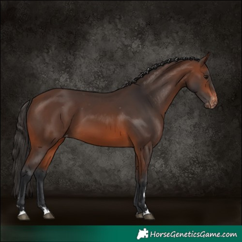 Horse Color:Brown Skewed Appaloosa