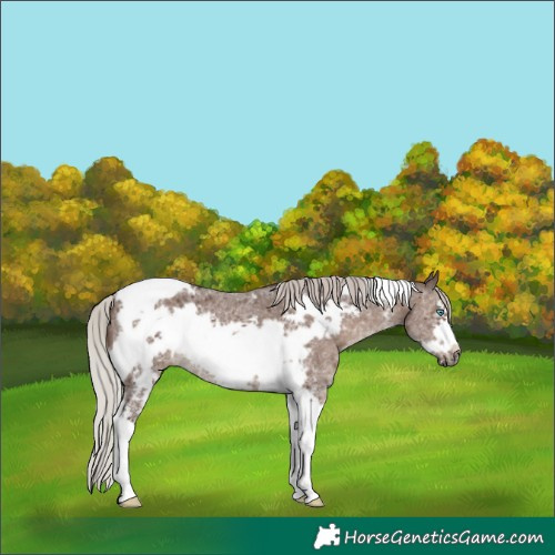 Horse Color:Silver Black Sabino Tobiano Frame 