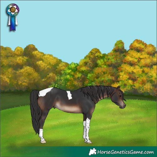 Horse Color:Brown Tobiano