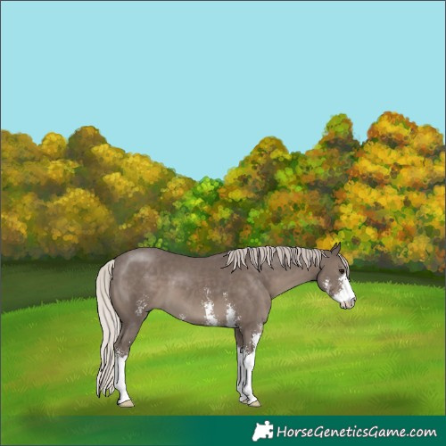 Horse Color:Silver Black Sabino 