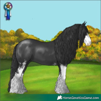 Horse Color:Black Sabino