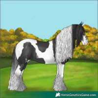 Horse Color:Black Sabino Tobiano