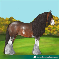 Horse Color:Brown Sabino