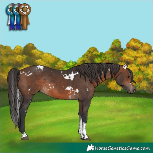 Horse Color:White Spotted Brown Tobiano Rabicano 