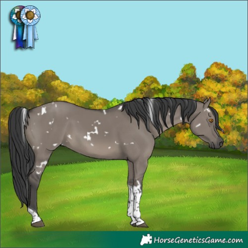 Horse Color:White Spotted Grullo Tobiano