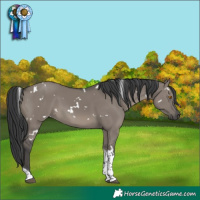 Horse Color:White Spotted Grullo Tobiano
