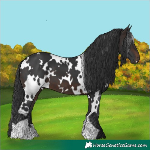Horse Color:White Spotted Brown