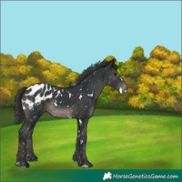 Horse Color:White Spotted Black Blanket 