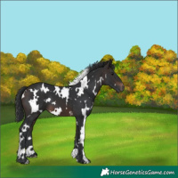 Horse Color:White Spotted Brown 