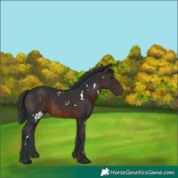 Horse Color:White Spotted Brown