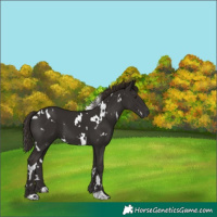 Horse Color:White Spotted Liver Chestnut