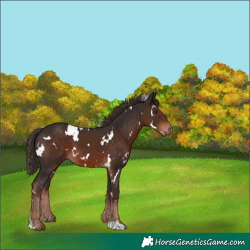 Horse Color:White Spotted Liver Chestnut 