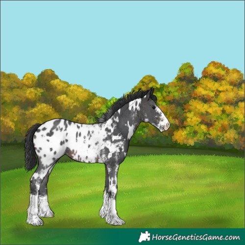 Horse Color:White Spotted Brown Sabino Appaloosa 